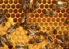 Bee0gees 240x172