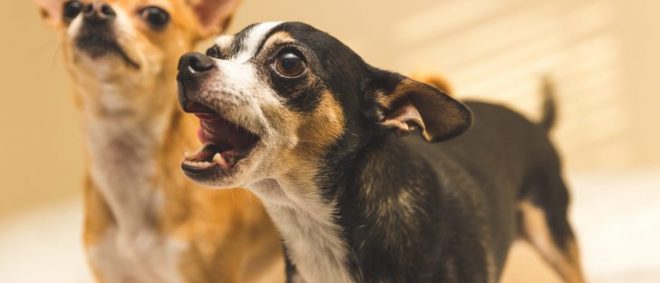 Barking 660x283