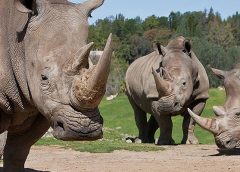 Rinos 240x172