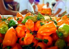 CHILES 240x172