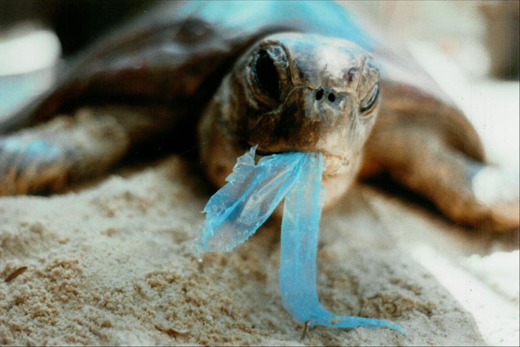 Turtle3