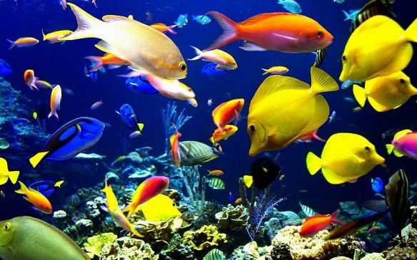 Cosas increíbles que no sabes de los peces… Nature 584x365