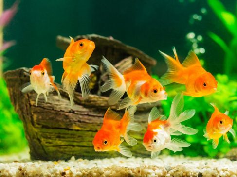 Cosas increíbles que no sabes de los peces… Peces Naranja 487x365