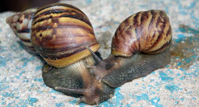 Caracol A