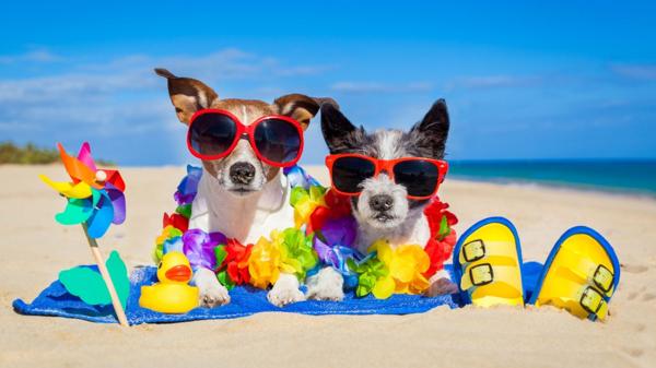 Las vacaciones son también para las mascotas… Mascotas