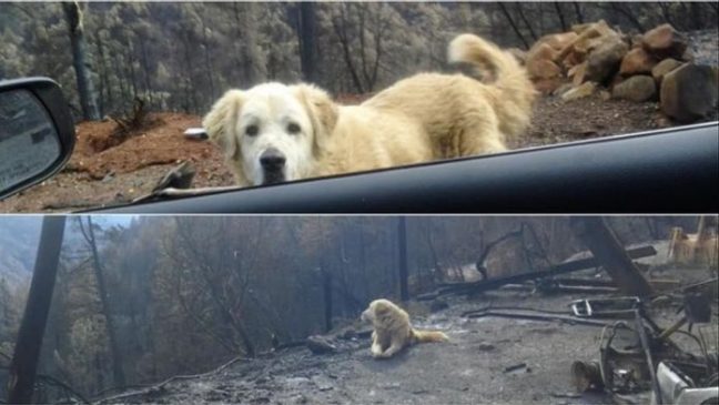 Un perro que sobrevivió a incendio en California cuido su casa durante semanas… Camp F 648x365
