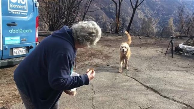 Un perro que sobrevivió a incendio en California cuido su casa durante semanas… Perro3 647x365