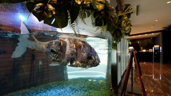 Un hotel japonés que tenia dinosaurios como recepcionistas decide “despedir” a la mitad de los robots por las quejas de los huéspedes… Peces 648x365
