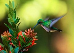Colibri 240x172