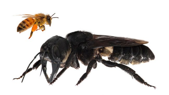 Super Bee 649x365