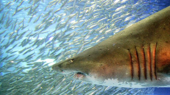 Surfista fue mordido en la cabeza por un tiburón en Brasil: fue operado durante cinco horas y recibió 33 puntos... Tiburon 649x365