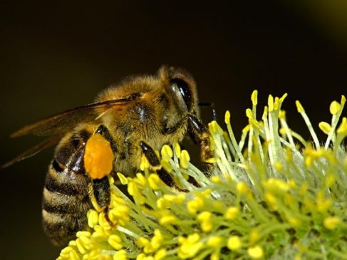 Que podemos hacer para salvar a las abejas de la extinción?… Abejita 487x365