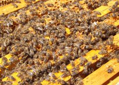 Bees 240x172