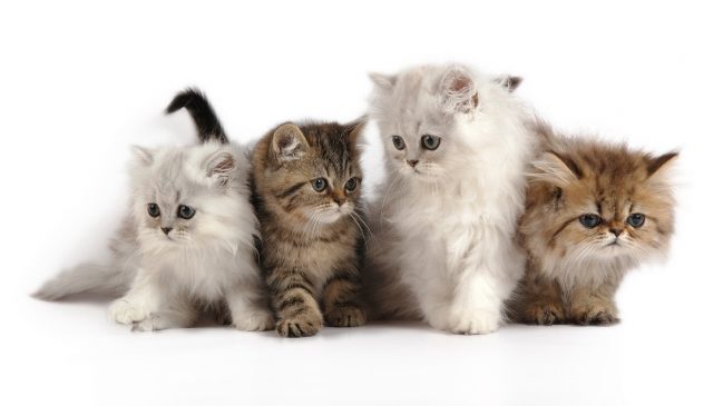 Bellos Gatos 649x365