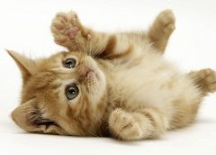 Mr Cat 240x172