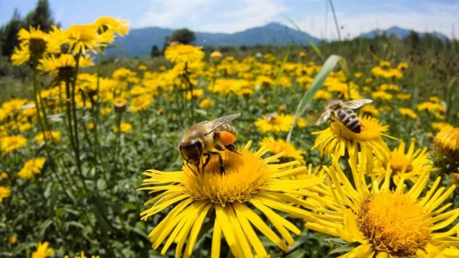 Que podemos hacer para salvar a las abejas de la extinción?… Salvar A Las Abejas 649x365