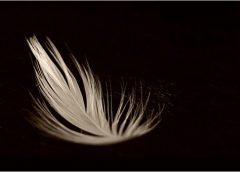 Pluma 240x172