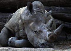 Rino 1 240x172