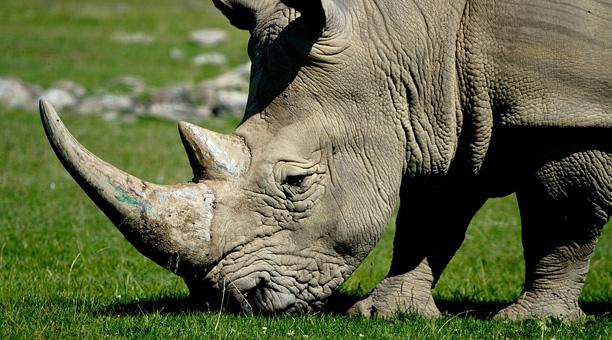 Indignación en zoológico francés por visitantes que escribieron sus nombres sobre el lomo de un rinoceronte... Rino2