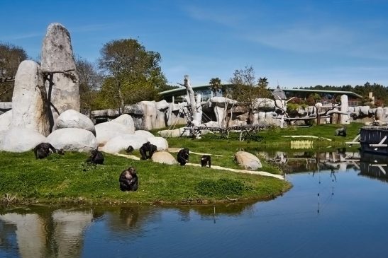 Indignación en zoológico francés por visitantes que escribieron sus nombres sobre el lomo de un rinoceronte... Zoo7 547x365