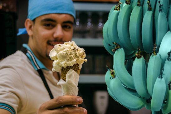 Estos plátanos son azules y tienen el sabor a helado de vainilla… Blue Ice Cream 548x365