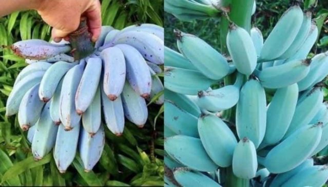 Estos plátanos son azules y tienen el sabor a helado de vainilla… Port Blue 639x365