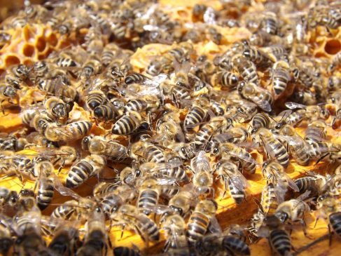 En tres meses han muerto 500 millones de abejas en Brasil… Abejitas 487x365