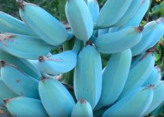 Blue Sweet 240x172