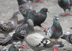 Mor Palomas 240x172