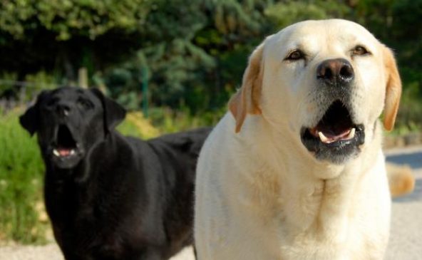 Como controlar los ladridos del perro… Varios Guau 592x365