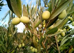 Olive Trees 240x172