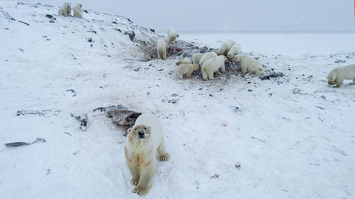 Osos