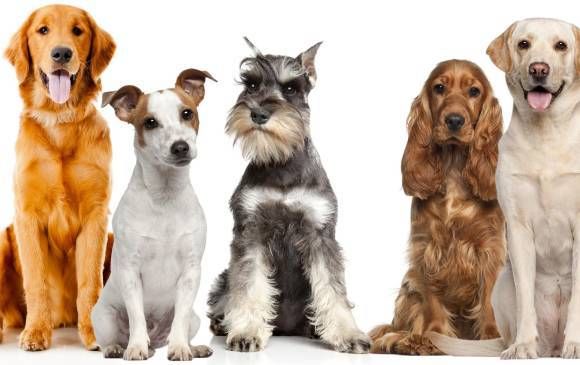 Los perros en la cuarentena, valiosos ansiolíticos naturales… Canes