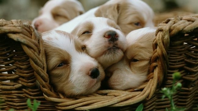 Los perros en la cuarentena, valiosos ansiolíticos naturales… Crios 649x365