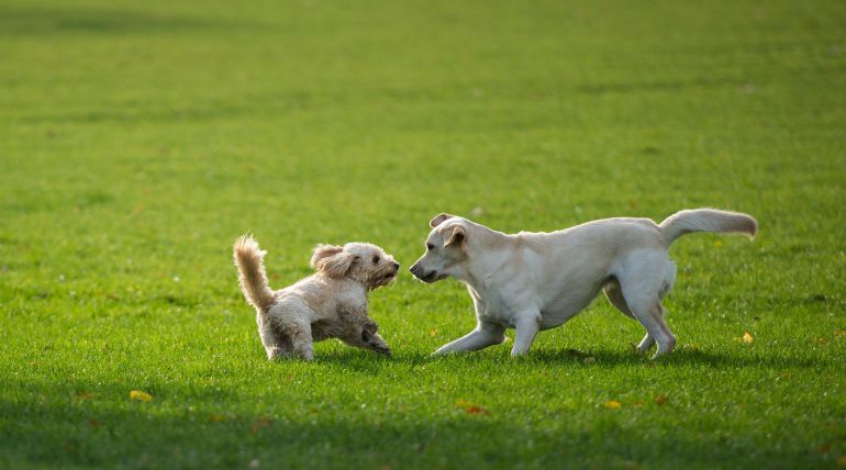 Dogs
