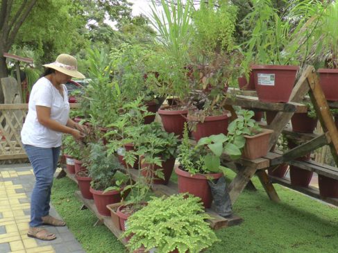 Plantas medicinales para calmar el estrés y la ansiedad causados por la pandemia... Plants 487x365