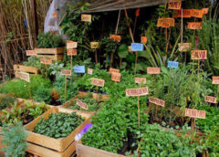Vivero 240x172