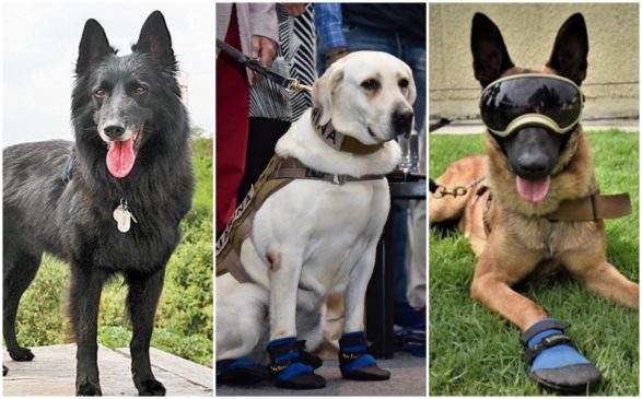 A los perros realmente les preocupa rescatarnos, son héroes por naturaleza… Sismo 587x365