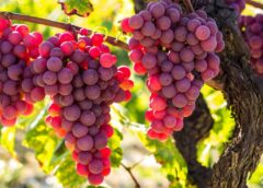 Uvas 240x172