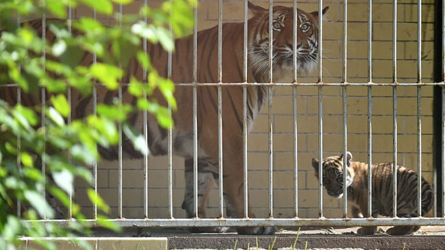 Nace en zoológico de Polonia una cría de tigre de Sumatra, especie en peligro crítico de extinción... Sumatra 649x365