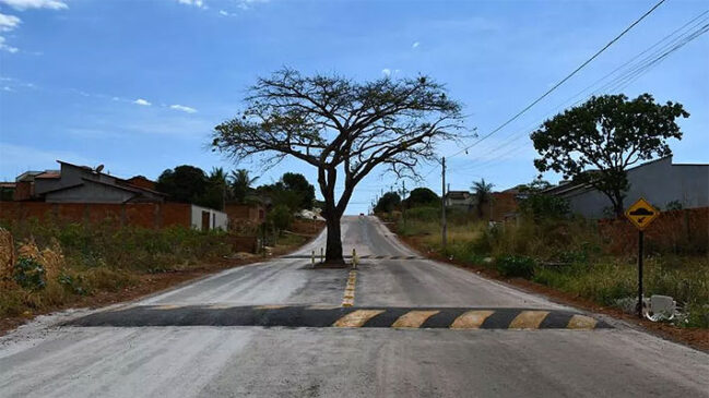 Vecinos de un municipio brasileño evitaron que un árbol ubicado en medio de una avenida fuera talado... Tree 649x365