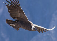 Vuelo 240x172