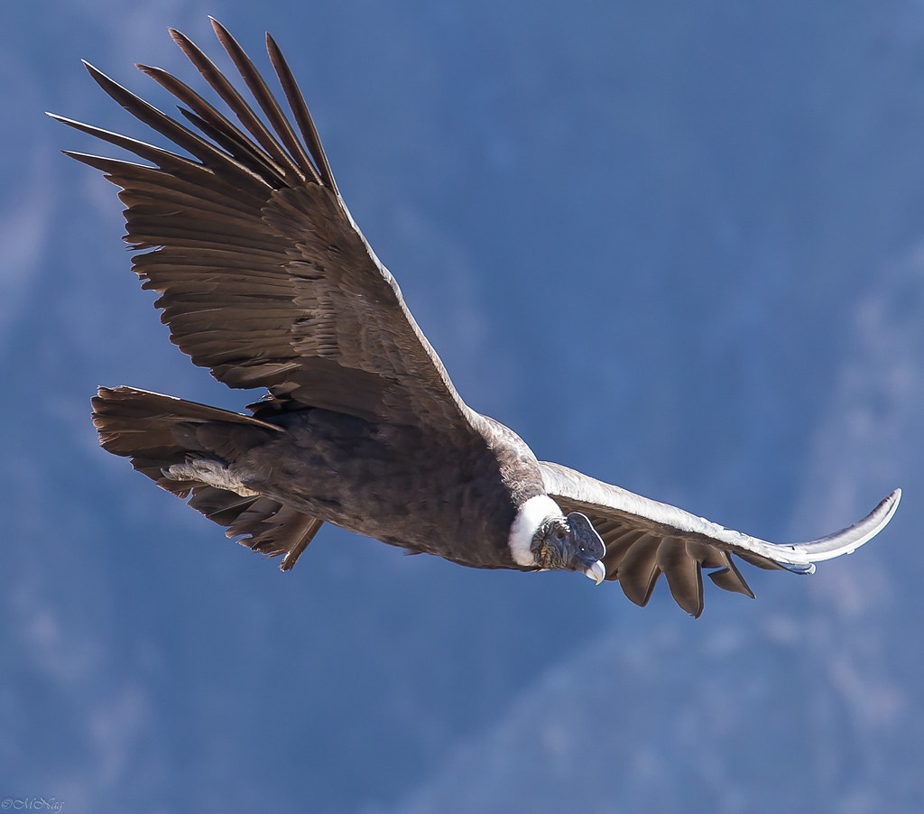 Vuelo