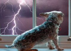Dog 2 240x172