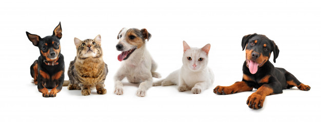 Juegos para perros y gatos que los entretenga en casa… Cachos 1