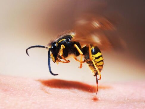 Como el veneno de la abeja podría convertirse en un tratamiento efectivo para el cáncer de mama… Pica 487x365