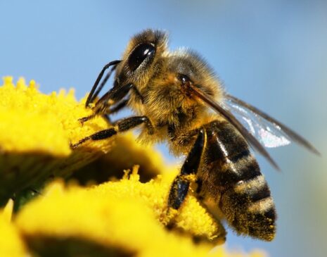Abejas artificiales: el futuro de la polinización?…. Abe 465x365