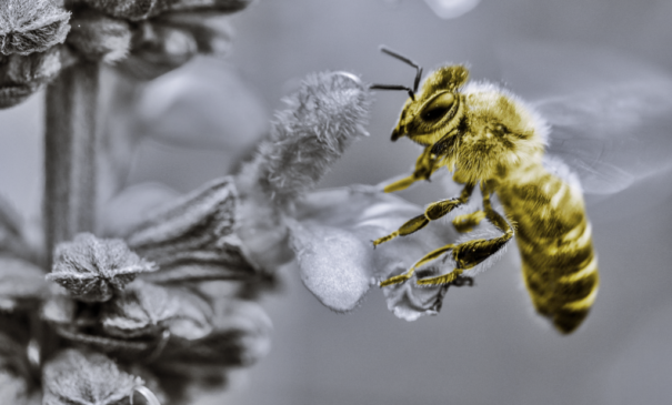 Abejas artificiales: el futuro de la polinización?…. Bee 605x365