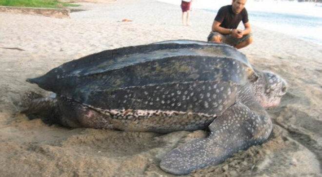 Hallan en Ecuador un nido de tortuga laúd, especie en riesgo de extinción: Si los huevos eclosionan será un evento histórico... Big2 660x363