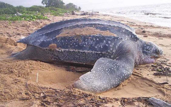 Hallan en Ecuador un nido de tortuga laúd, especie en riesgo de extinción: Si los huevos eclosionan será un evento histórico... Laud Big